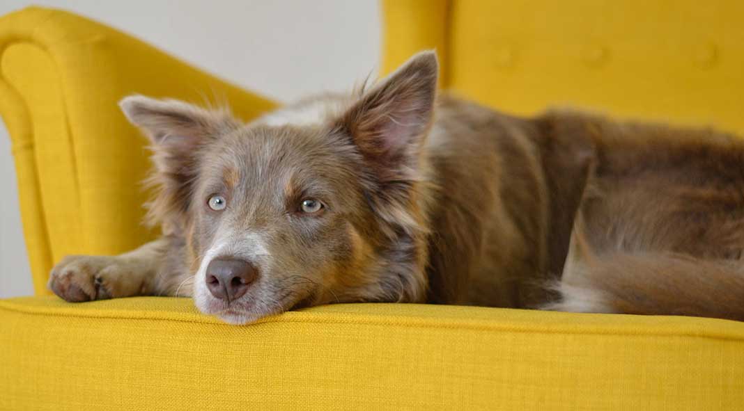 What Causes Anxiety in Dogs? by PetWell Dog on yellow couch